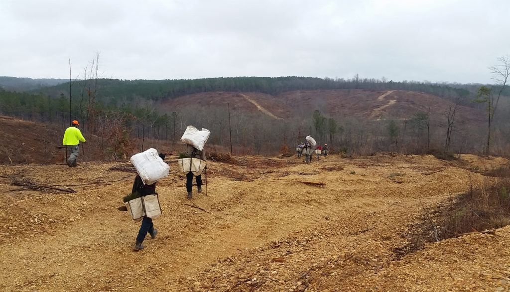 Reforestation Services - J H Graham